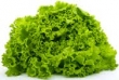 lettuce, green leaf 