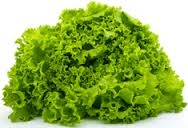 lettuce, green leaf-1