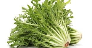 lettuce, chicory-1