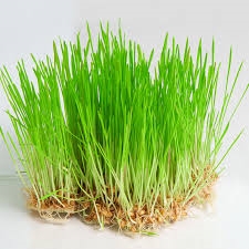 pousse herbe de blé-1