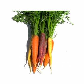 carotte multicolor avec feuilles-1