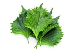 shiso-1