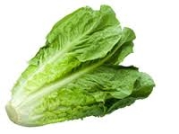 lettuce, romaine-1