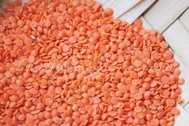 lentil, red-1