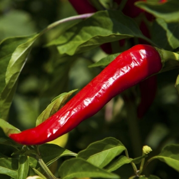Chili Pepper-2