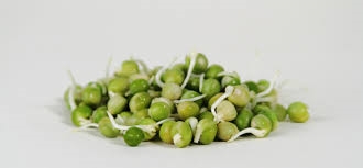 pea shoots greens-1