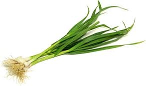 garlic, spring-1