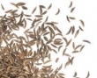 cumin-seed 