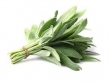 sage, fresh 
