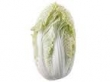 cabbage, Nappa 