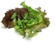 lettuce baby,  spring mix 