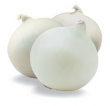 onion, white (fresh) 