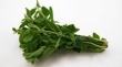 oregano, fresh 