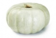 courge, Crown Pumpkin 