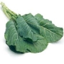 collard 