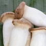 mushroom oyster eryngii 