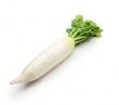 radish, daikon 