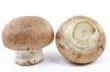 mushroom, Crimini 