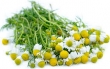 chamomile, fresh 