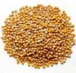 mustard-seed 