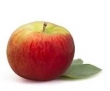 pomme, Cortland 