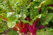 swiss chard 