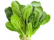 spinach 