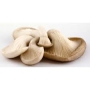 mushroom, Oyster 