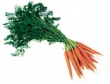 carotte avec feuilles 