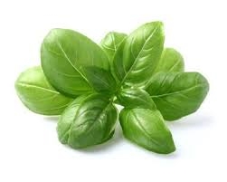 basil, fresh-1