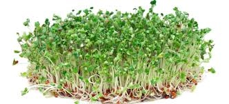 broccoli sprouts-1