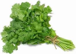 cilantro-1