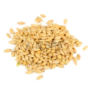 barley-1