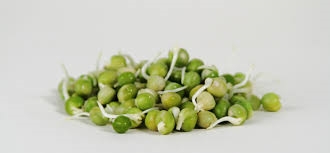 pois vert germé-1