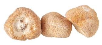 champignon, hydne tête d'ours-1