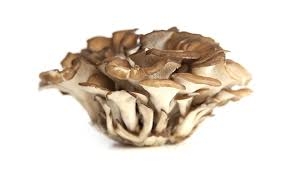 champignon Maitake-1