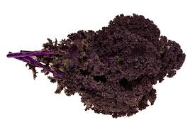 chou frisé, rouge-1