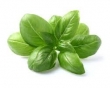 basil, fresh 