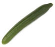 cucumber, english 