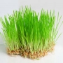 pousse herbe de blé 