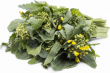 rapini 