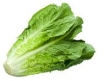 lettuce, romaine 