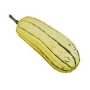 squash , delicata 