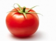 tomate de serre 