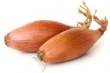 shallot 